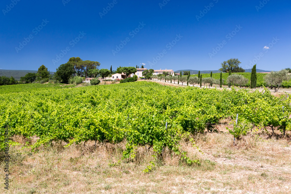 Charming vineyard with farmhouse in countryside in Provence, France