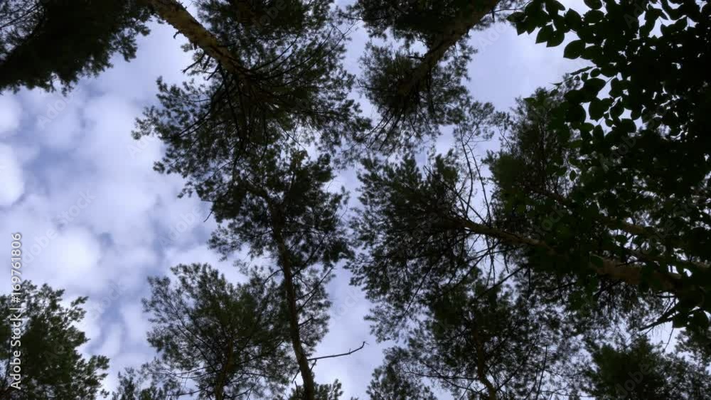 Vertical View Of Forest And Clouds In Wind. Time Lapse. Vertical View Of Forest And Clouds In Wind. Time Lapse.