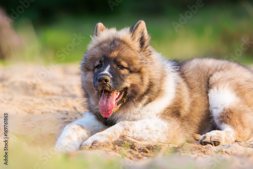 cute elo dog plays in a sand pit © Christian Müller
