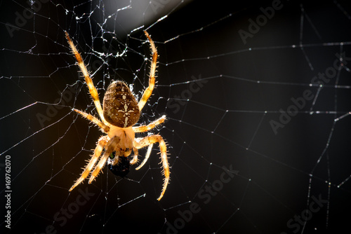 European garden spider © Reka