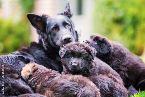 Old German Shepherd mother with her puppies