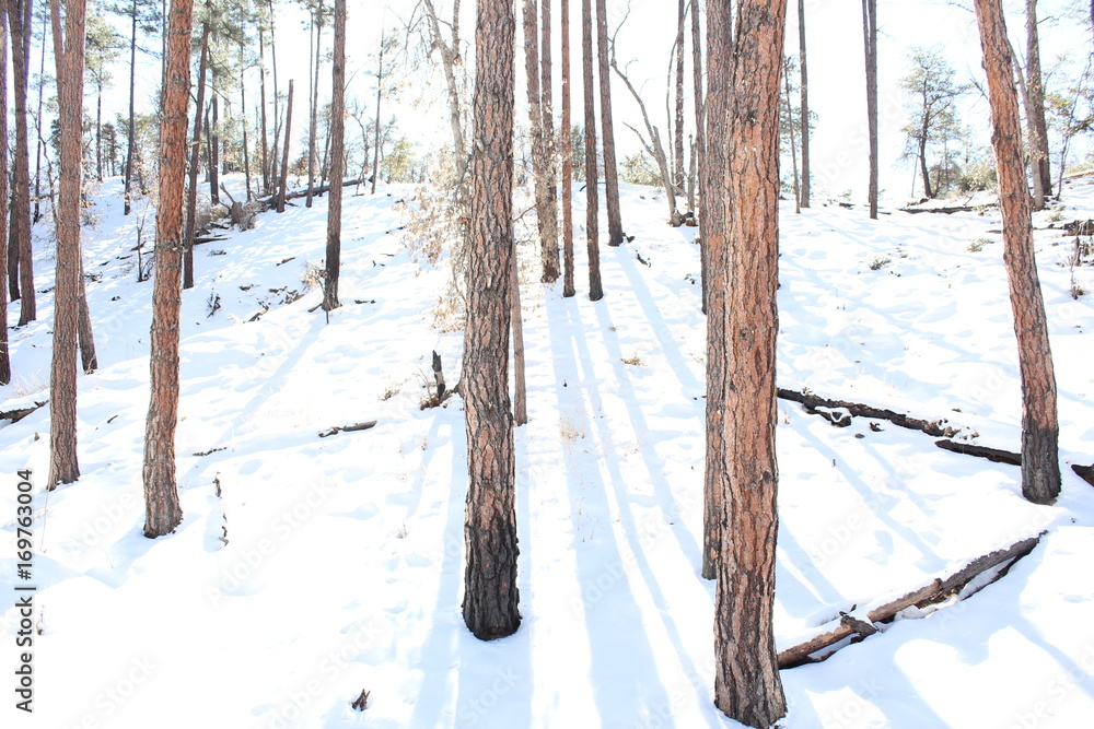 Fototapeta premium Snowy shadows