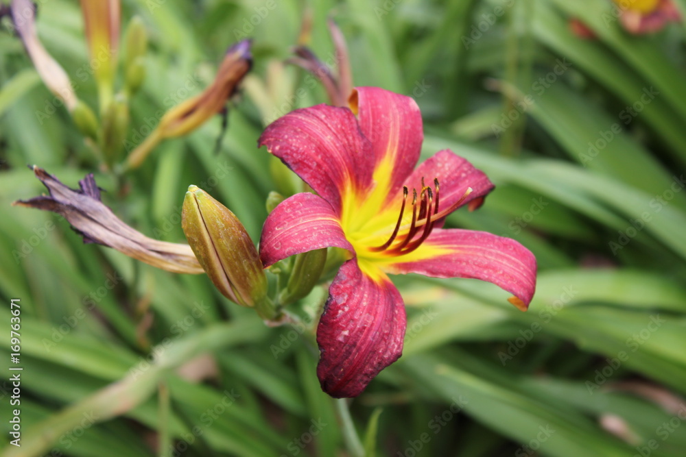 Fototapeta premium Red garden flower