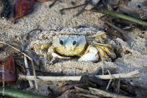 Guruçá quadrata (Ocypode quadrata) | Atlantic ghost crab fotografado em Conceição da Barra, Espírito Santo -  Sudeste do Brasil. Bioma Mata Atlântica. photo