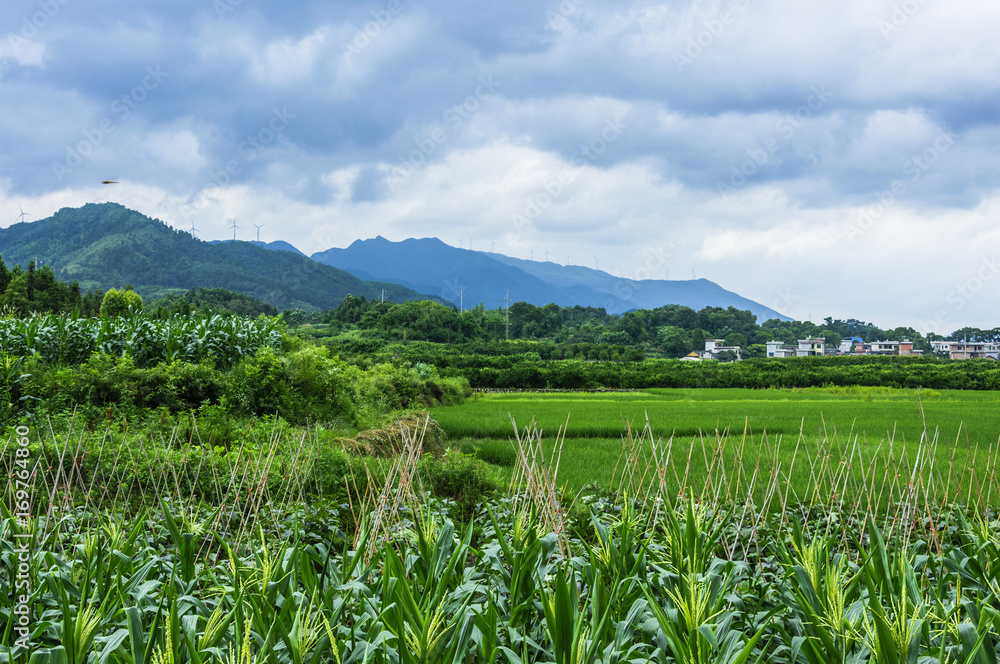 The countryside and mountains scenery in summer The countryside and mountains scenery in summer