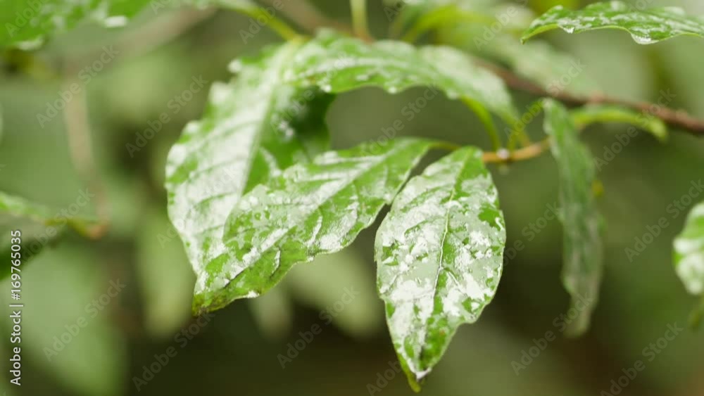 Rain Drops On Green Leaves Summer Day Rain Drops On Green Leaves Summer Day