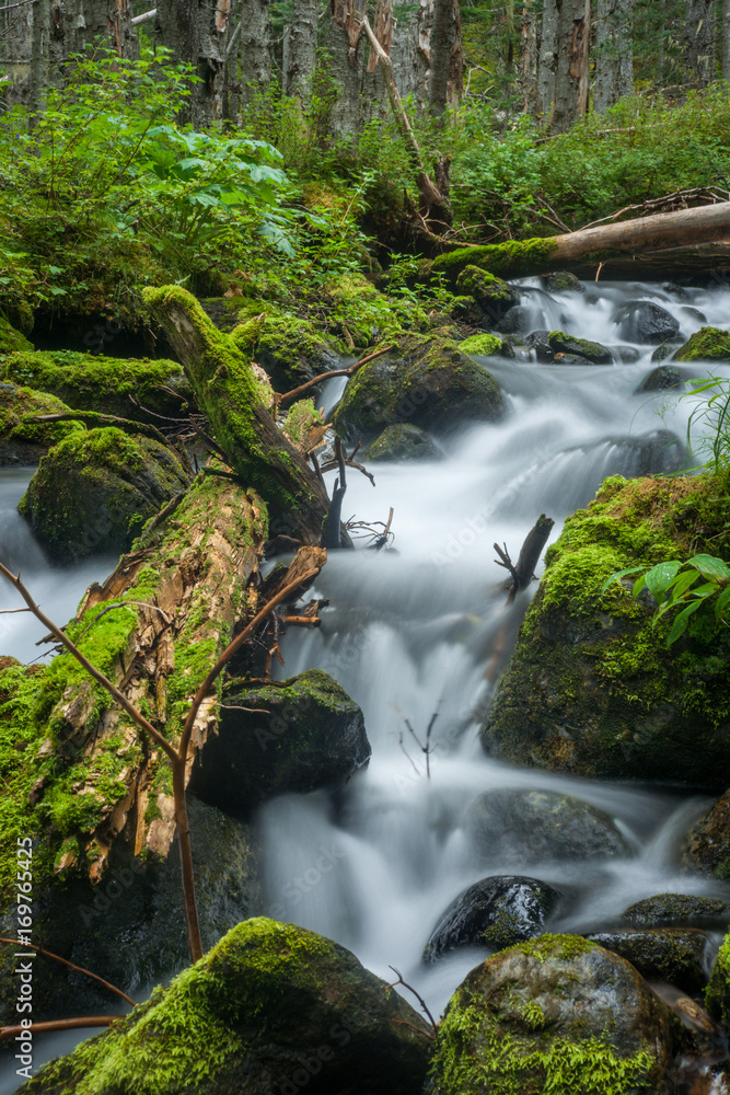 Obraz premium Forest Cascade