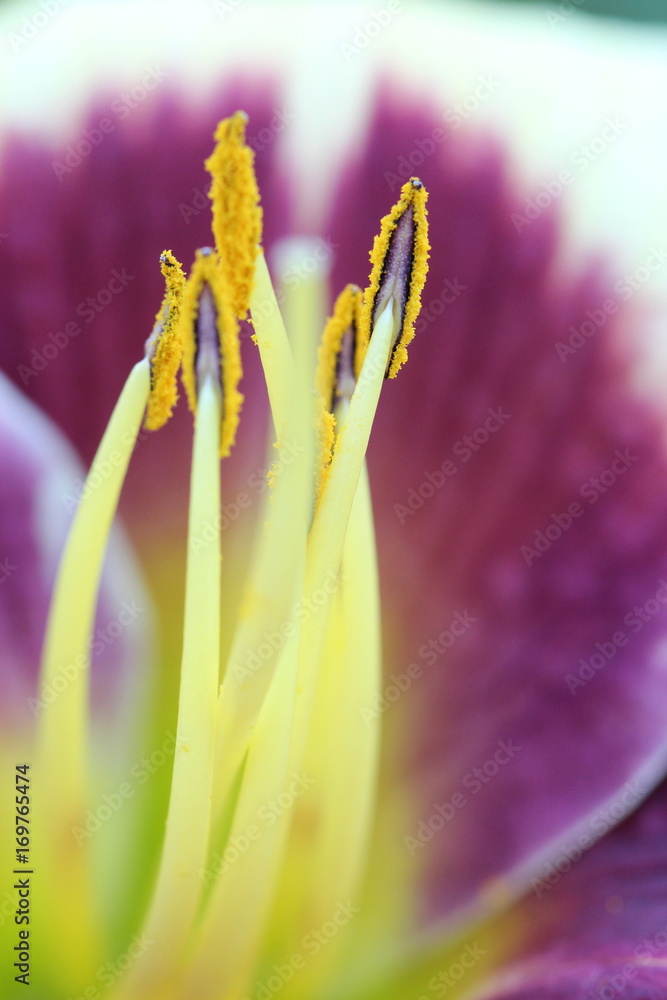 Fototapeta premium Purple Lily flower