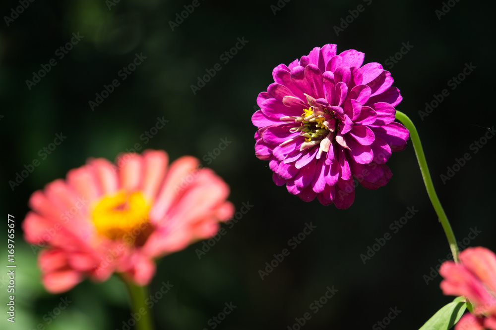 Obraz premium flower #1