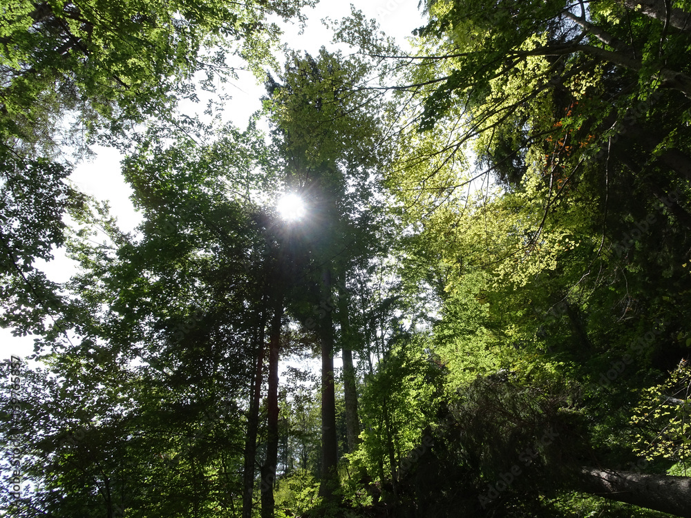 Obraz premium Blätterdach