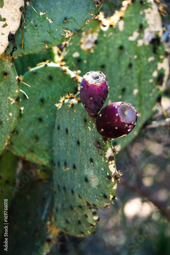 Tapety artystyczne cactus #1