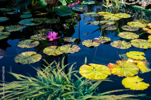 waterlilies