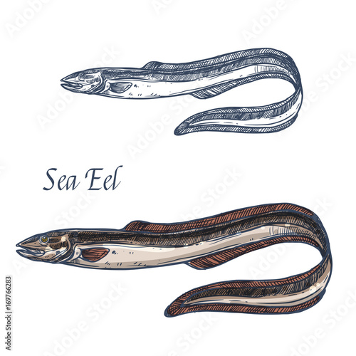 Sea eel fish vector isolated sketch icon