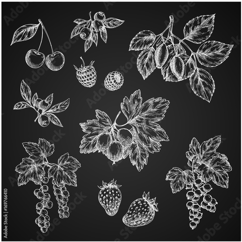 Vectro chalk sketch icons of berries fruits