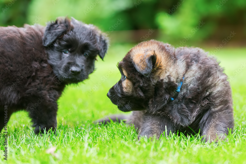 two old German Shepherd puppies play on the lawn two old German Shepherd puppies play on the lawn
