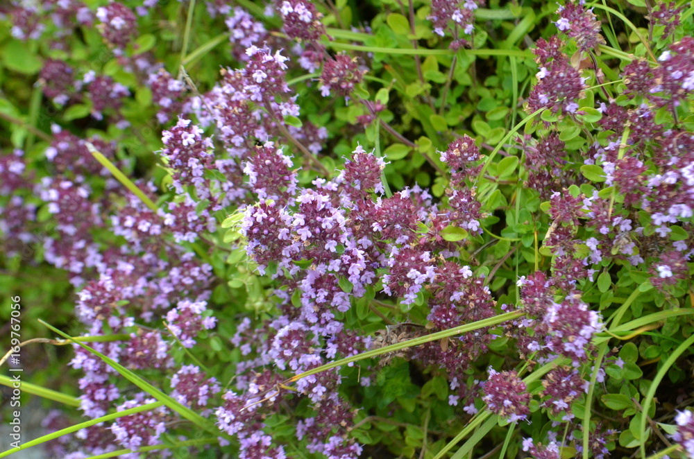 Obraz premium Thymus serpyllum wild breckland thyme flowers close up