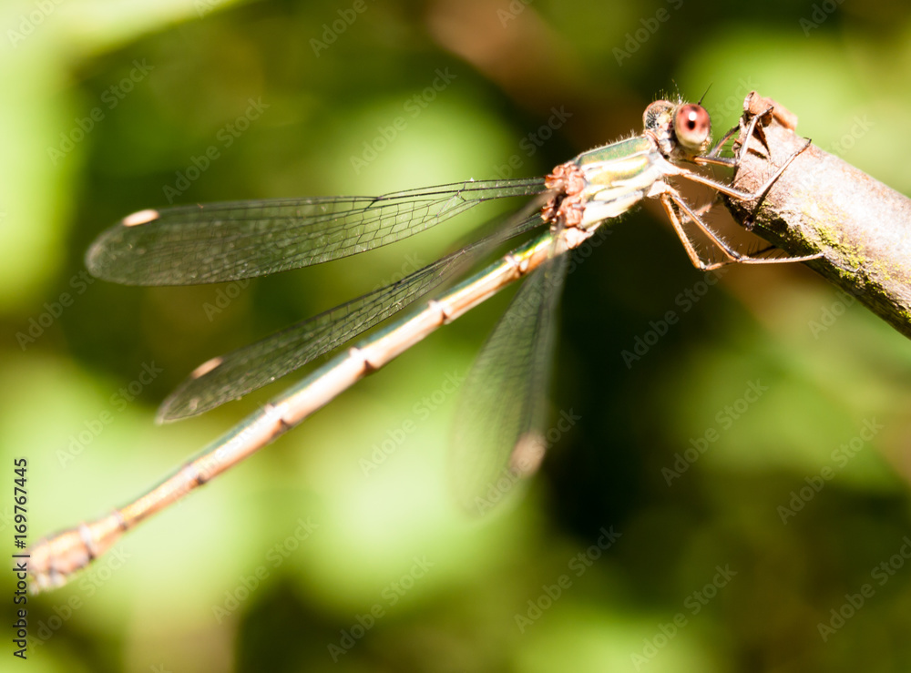 close up macro of willow emerald damselfly Chalcolestes viridis close up macro of willow emerald damselfly Chalcolestes viridis