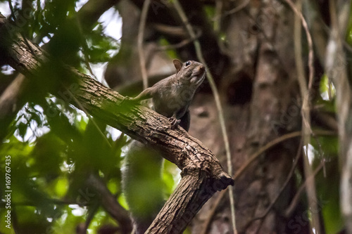 Caxinguelê (Guerlinguetus ingrami) | Brazilian squirrel fotografado em Linhares, Espírito Santo - Sudeste do Brasil. Bioma Mata Atlântica.