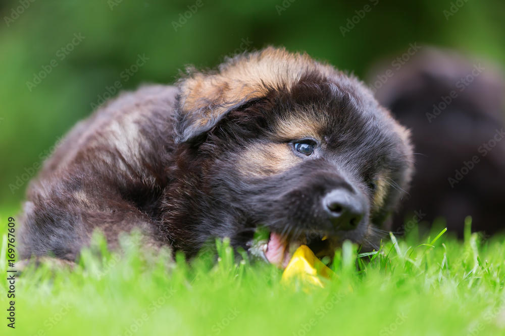 portrait of a cute Old German Shepherd puppy portrait of a cute Old German Shepherd puppy