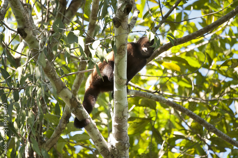 Fototapeta premium Macaco-prego-de-crista (Sapajus robustus) | Crested capuchin fotografado em Linhares, Espírito Santo - Sudeste do Brasil. Bioma Mata Atlântica.