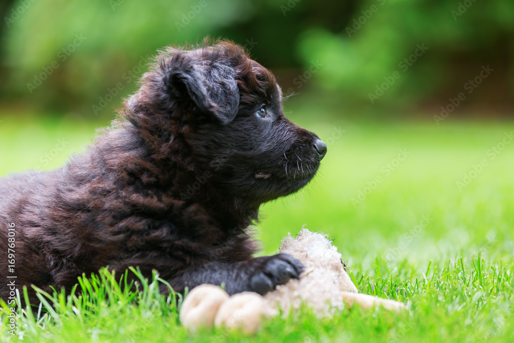 portrait of a cute Old German Shepherd puppy with a soft toy portrait of a cute Old German Shepherd puppy with a soft toy