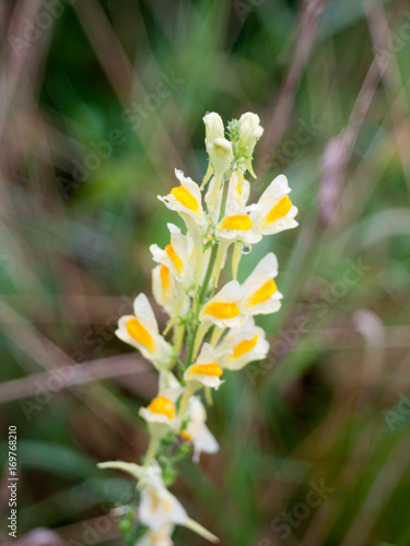 close up of growing orange and yellow delicate plant uk wild beautiful growing wild flower summer Linaria vulgaris