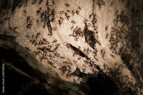 Formiga-de-correição (Eciton sp.) | Army ants  fotografado em Linhares, Espírito Santo -  Sudeste do Brasil. Bioma Mata Atlântica. photo