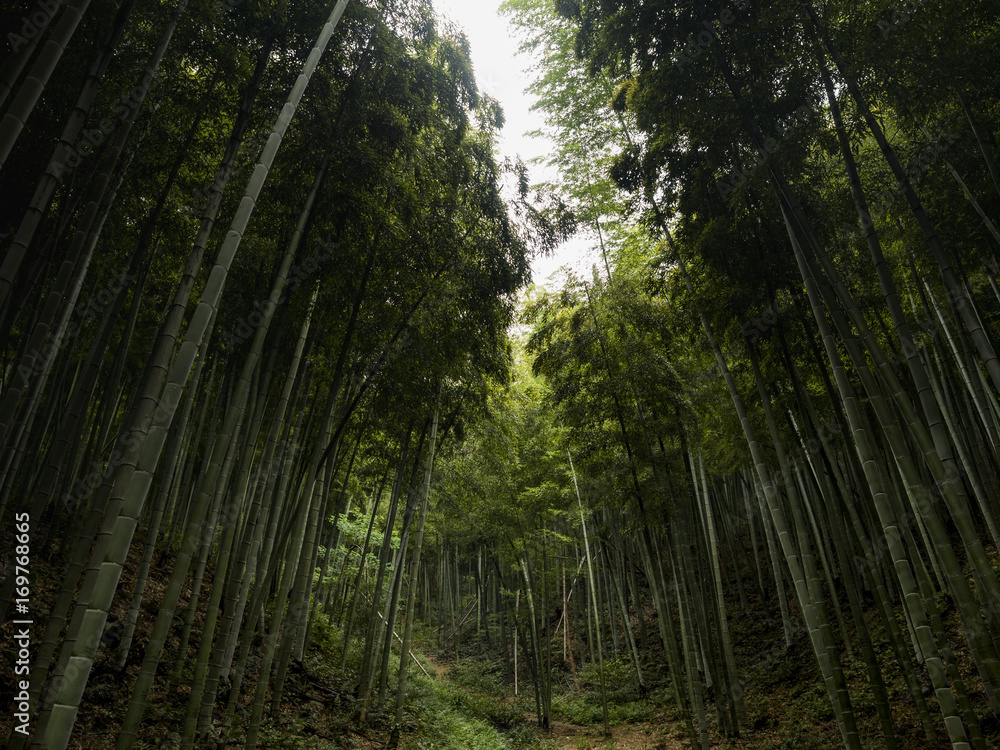 Fototapeta premium Bamboo forest