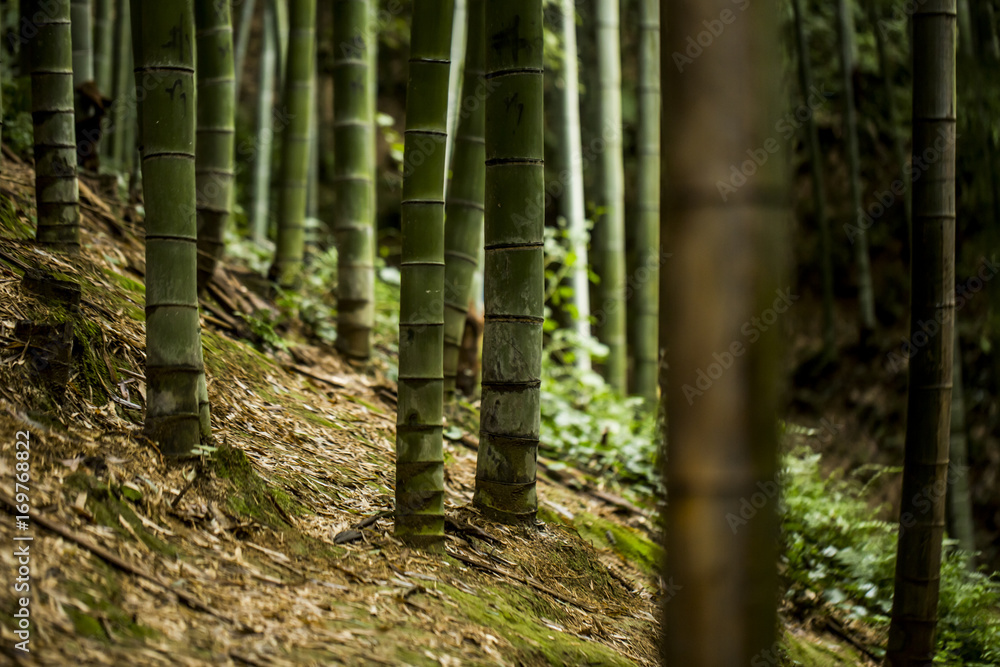 Bamboo forest
