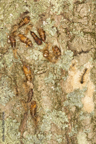 Gypsy moth cocoons on tree bark in Somers, Connecticut.