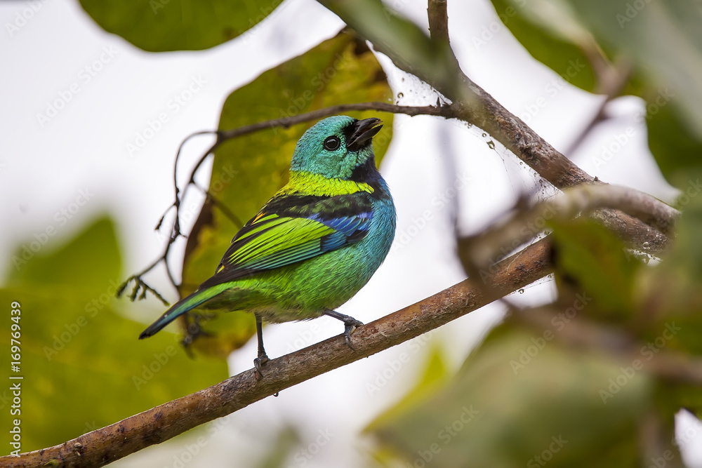 Saíra-sete-cores (Tangara seledon) | Green-headed Tanager fotografado em Linhares, Espírito Santo - Sudeste do Brasil. Bioma Mata Atlântica. Saíra-sete-cores (Tangara seledon) | Green-headed Tanager fotografado em Linhares, Espírito Santo - Sudeste do Brasil. Bioma Mata Atlântica.