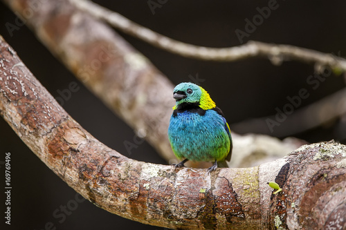 Saíra-sete-cores (Tangara seledon) | Green-headed Tanager  fotografado em Linhares, Espírito Santo -  Sudeste do Brasil. Bioma Mata Atlântica. photo