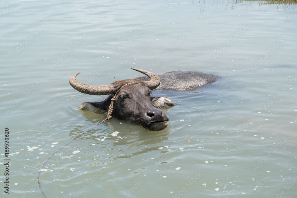 Obraz premium water buffalo in the river
