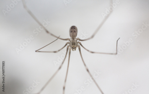 Pholcidae (Daddy Longlegs) Home Spider