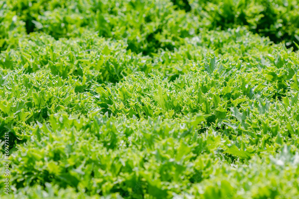 Vegetable garden
Vegetable garden