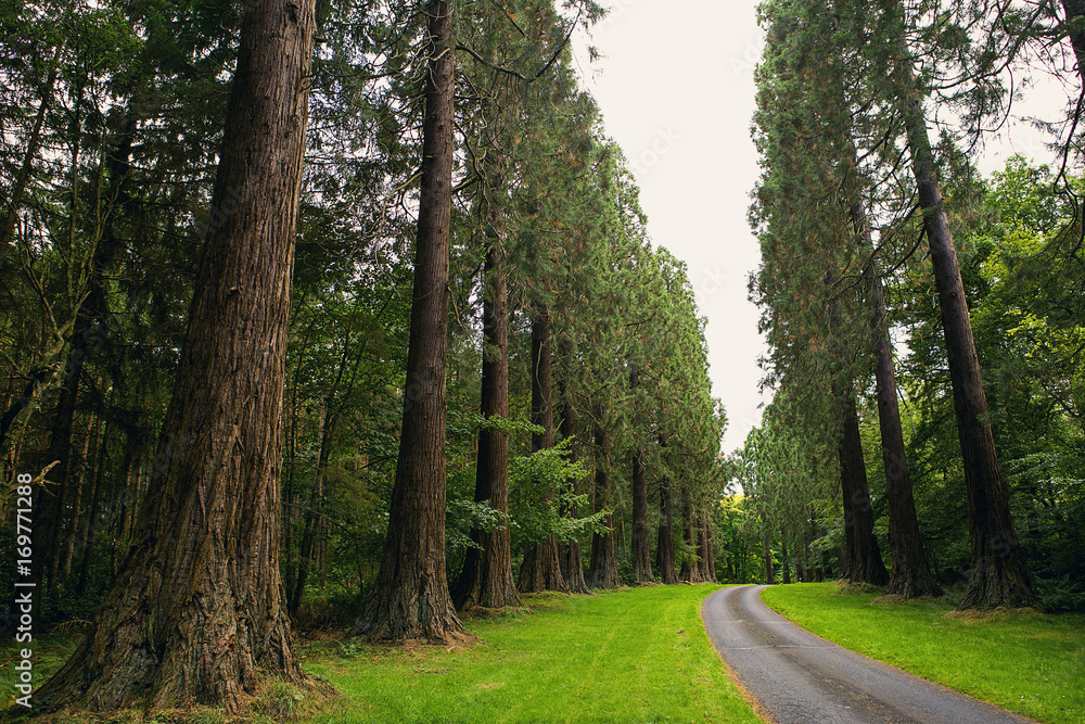 Obraz premium Redwoods and other amazing trees at Minsteracres, Northumberland