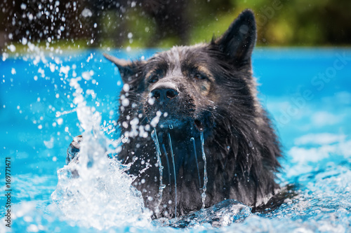 Old German Shepherd dog swims in a swimming pool © Christian Müller
