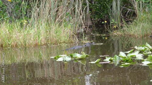 Alligator swimming in wetland in Everglades National Park, Florida.