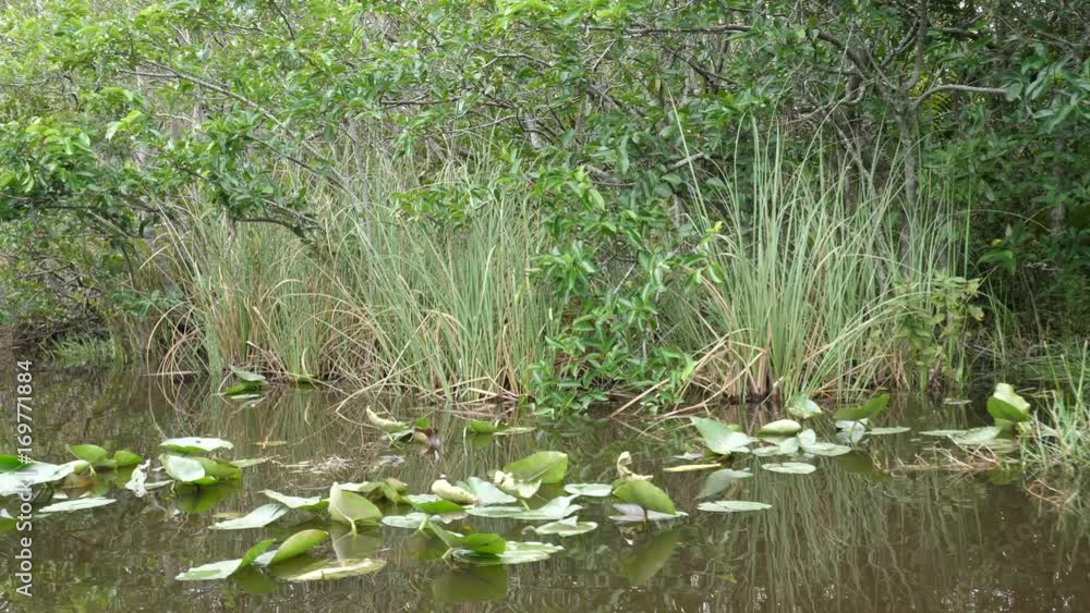 Vegetation seen from an airboat navigating slowly Vegetation seen from an airboat navigating slowly