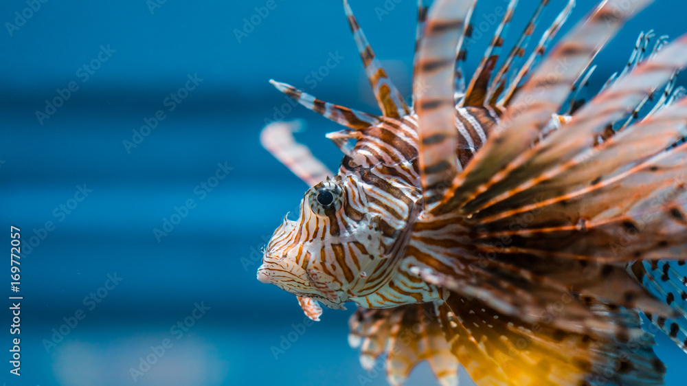 Lionfish Lionfish