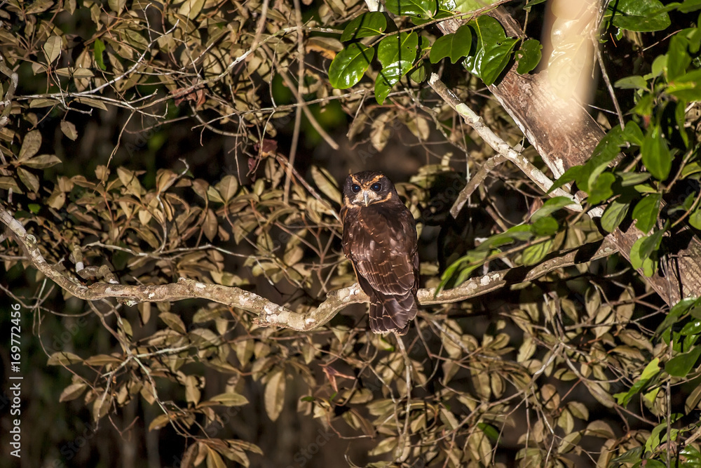 Naklejka premium Murucututu-de-barriga-amarela (Pulsatrix koeniswaldiana) | Tawny-browed Owl fotografado em Linhares, Espírito Santo - Sudeste do Brasil. Bioma Mata Atlântica.