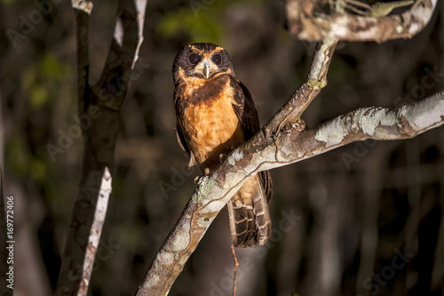 Murucututu-de-barriga-amarela (Pulsatrix koeniswaldiana) | Tawny-browed Owl fotografado em Linhares, Espírito Santo - Sudeste do Brasil. Bioma Mata Atlântica.