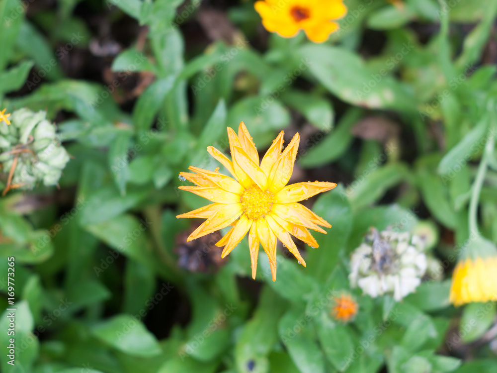 spiked marigold plant yellow summer wet rain water garden spiked marigold plant yellow summer wet rain water garden