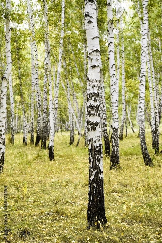 Obraz premium birch forest summer landscape