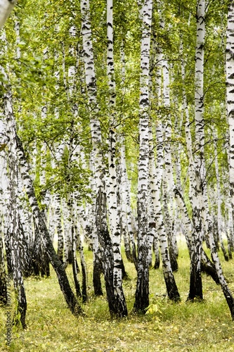 Fototapeta Naklejka Na Ścianę i Meble -  birch forest summer landscape