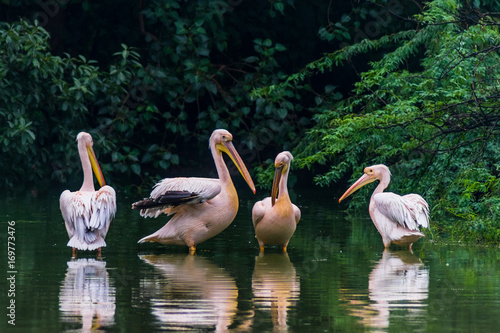 Migratory bird Rosy Pelican at National Zoological Park, New Delhi