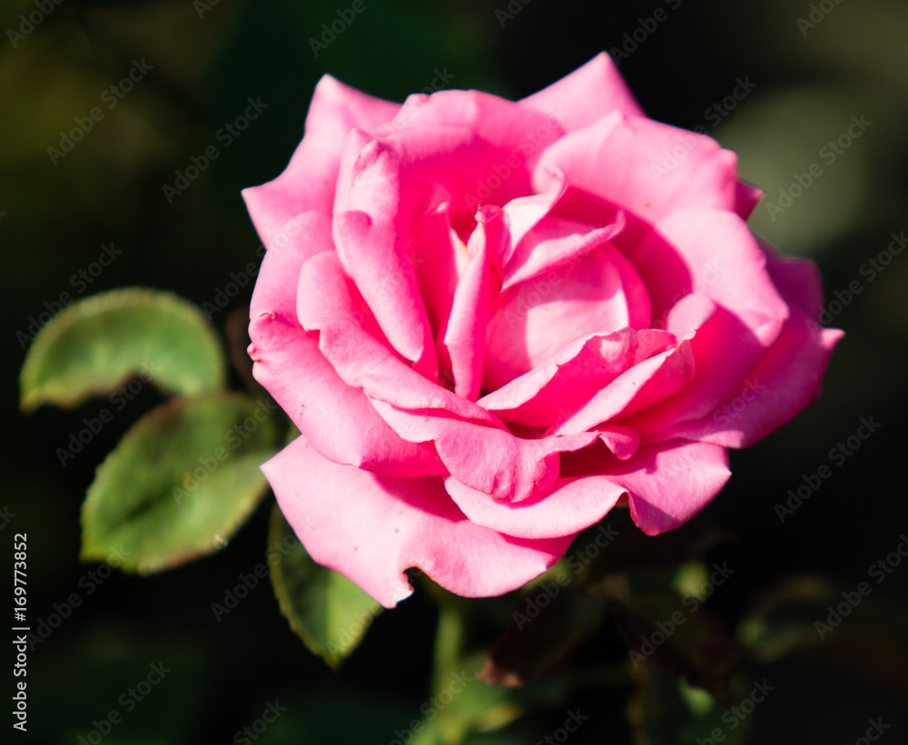 Flower roses landscape Flower roses landscape