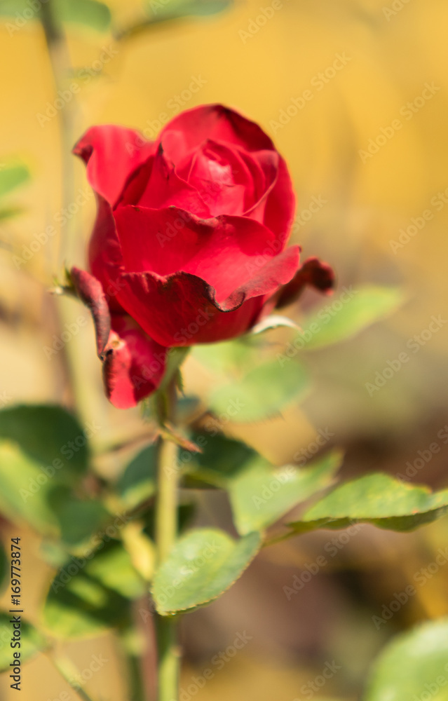 Flower roses landscape Flower roses landscape