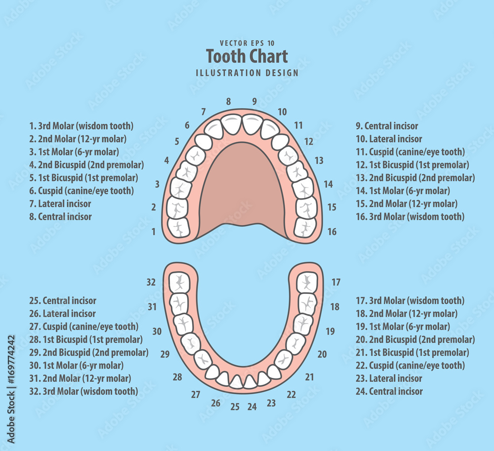 счет зубов в стоматологии у взрослых фото