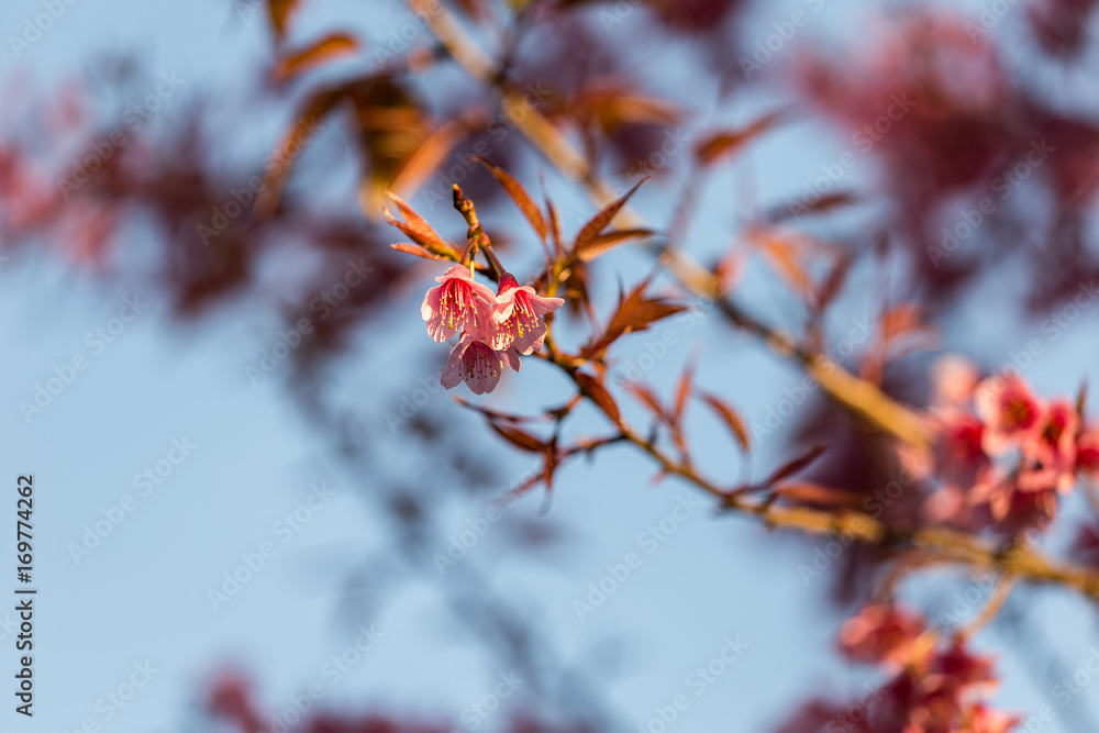 Close-up of beautiful Cherry blossoms in Chiangmai, northern of Thailand Close-up of beautiful Cherry blossoms in Chiangmai, northern of Thailand